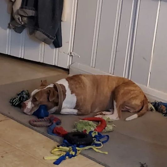 padder health columbia md