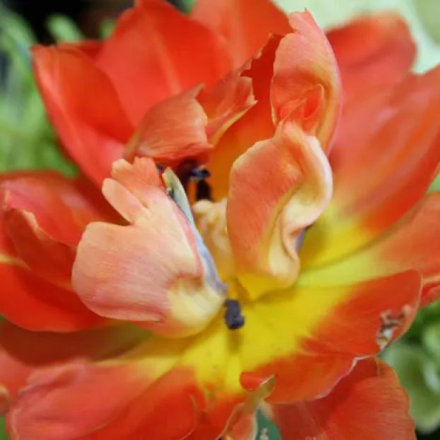 David A. Busch, D.O.