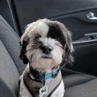 CVCA Cardiac Care for Pets
