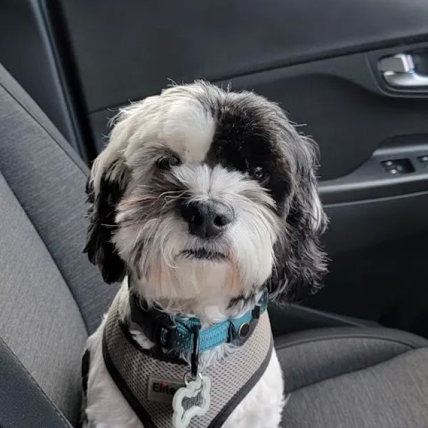 CVCA Cardiac Care for Pets