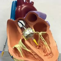 Arizona Heart Specialists