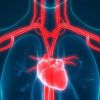 Why Heart Health is Essential to Overall Well-being: A Comprehensive Guide