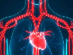 Why Heart Health is Essential to Overall Well-being: A Comprehensive Guide