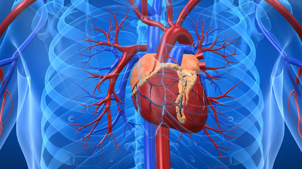 The Importance of Heart Disease Screenings for Early Detection