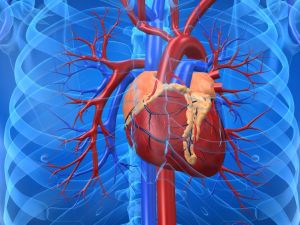 The Importance of Heart Disease Screenings for Early Detection