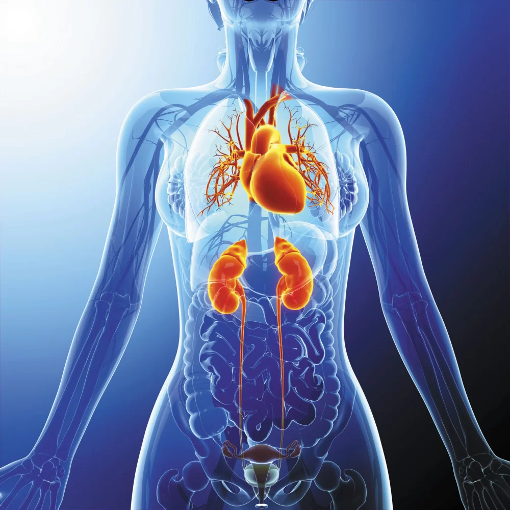 The Connection Between Heart Disease and Kidney Disease: Understanding the Link