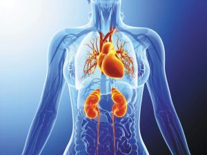 The Connection Between Heart Disease and Kidney Disease: Understanding the Link