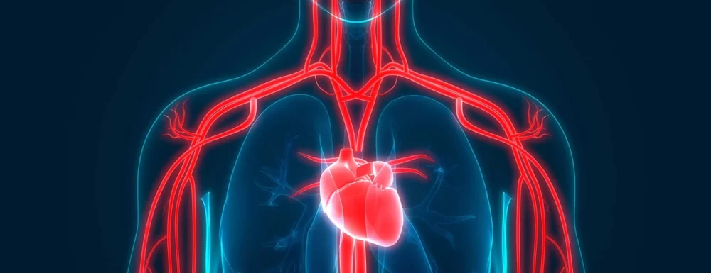Why Cardiovascular Health is Crucial for Long-Term Wellness: Protect Your Heart for a Healthier Future