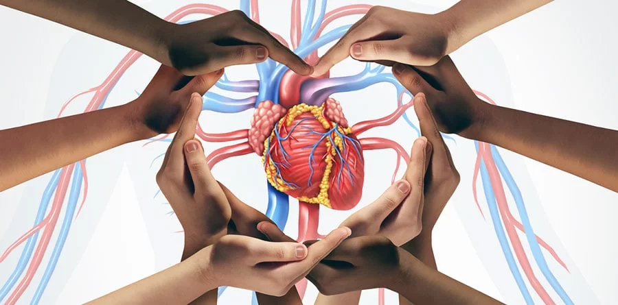 How Your Heart Health Can Impact Your Longevity: Key Insights for a Longer Life