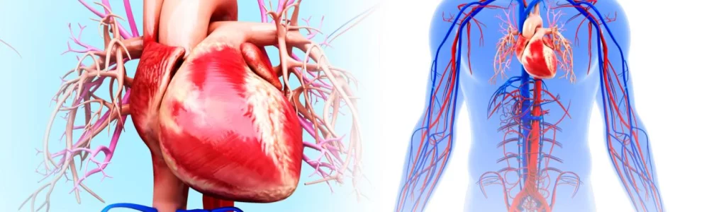 The Impact of High Blood Sugar on Heart Health Uncovered