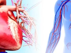 The Impact of High Blood Sugar on Heart Health Uncovered