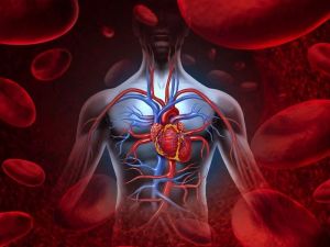Effective Ways to Improve Blood Circulation Naturally