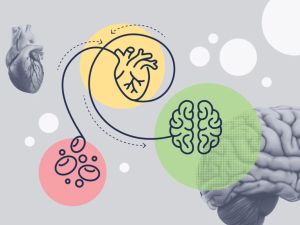 How Heart Disease Affects the Brain and Cognitive Function