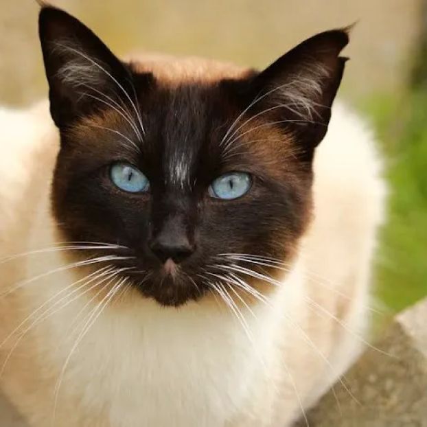 CVCA Cardiac Care For Pets