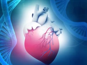 The Role of Genetics in Heart Disease Development