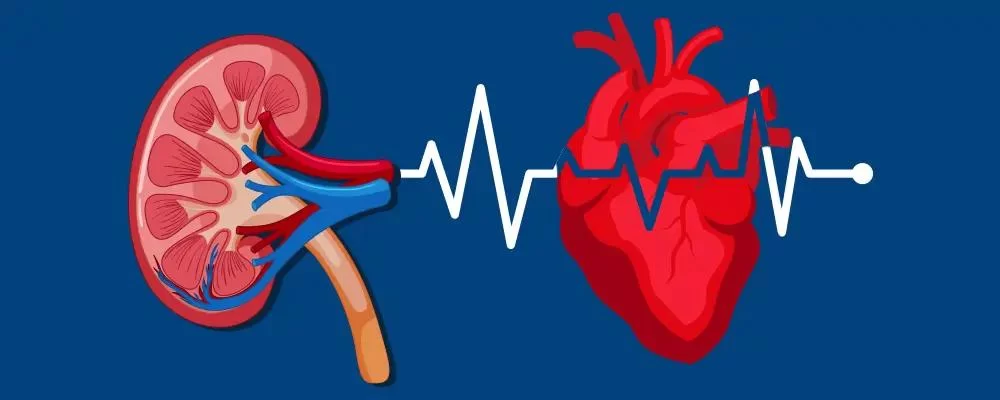 The Connection Between Kidney Disease and Heart Health: What You Need to Know