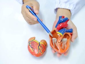 Understanding Heart Valve Diseases: Symptoms, Types, and Treatment Options