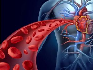 How Physical Activity Can Improve Blood Flow to the Heart: A Guide to Better Heart Health