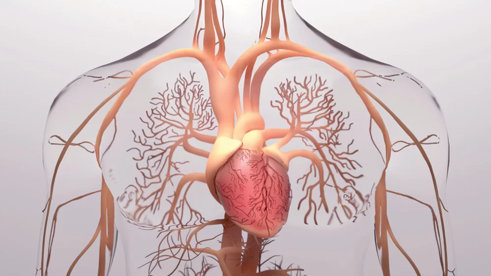 The Connection Between Mental Health and Heart Disease: How Stress Affects Your Heart