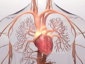 The Connection Between Mental Health and Heart Disease: How Stress Affects Your Heart