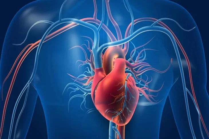 Understanding the Link Between Cholesterol and Heart Disease