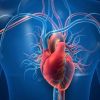 Understanding the Link Between Cholesterol and Heart Disease