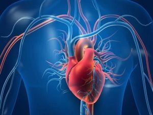 Understanding the Link Between Cholesterol and Heart Disease