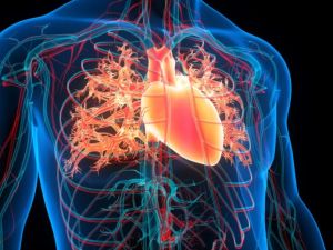 Understanding the Different Types of Heart Disease: Causes, Symptoms, and Prevention