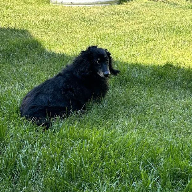 Heart of Oregon Veterinary Cardiology