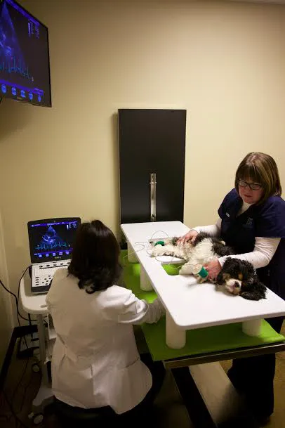 Heart of Oregon Veterinary Cardiology 4