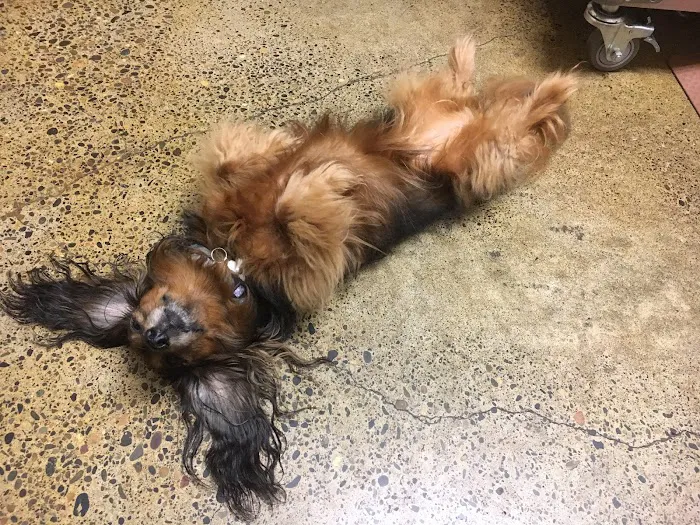 Heart of Oregon Veterinary Cardiology 3