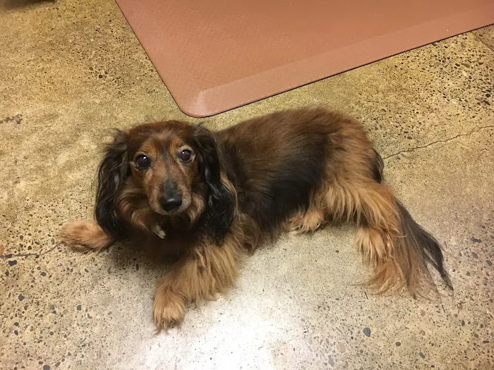 Heart of Oregon Veterinary Cardiology 6