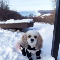 CVCA Cardiac Care for Pets
