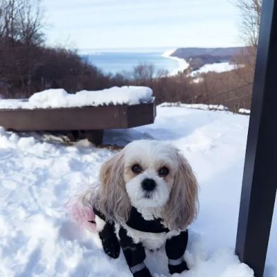 CVCA Cardiac Care for Pets