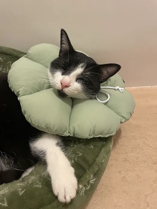 CVCA Cardiac Care for Pets 1