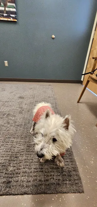 CVCA Cardiac Care for Pets 8