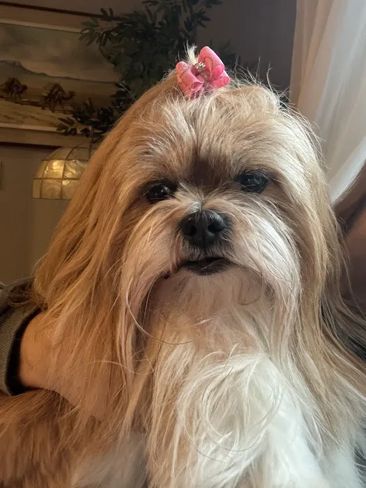 CVCA Cardiac Care for Pets 7