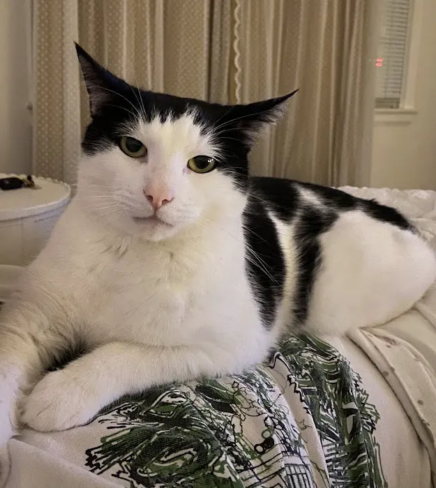 CVCA Cardiac Care for Pets 3