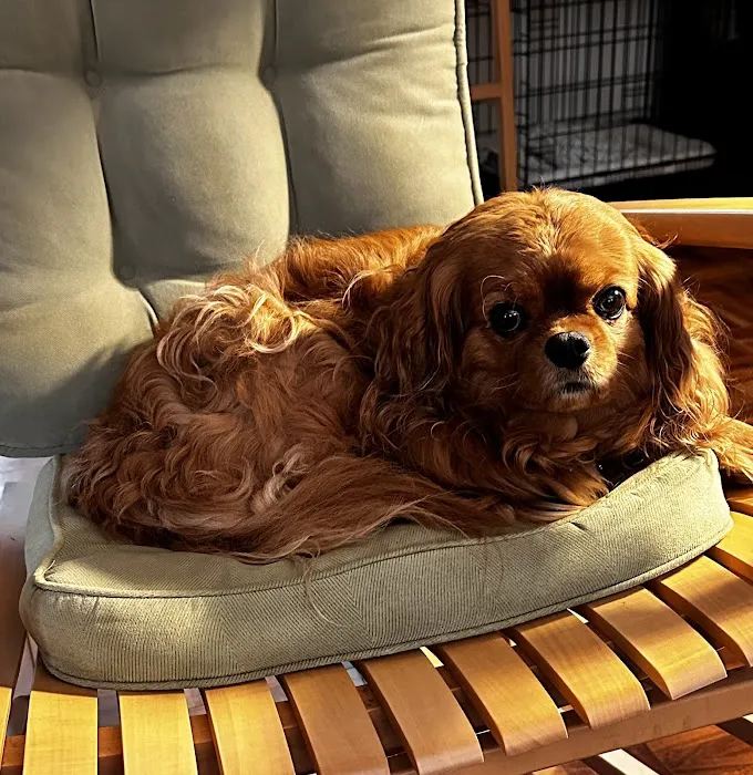 CVCA Cardiac Care for Pets 1