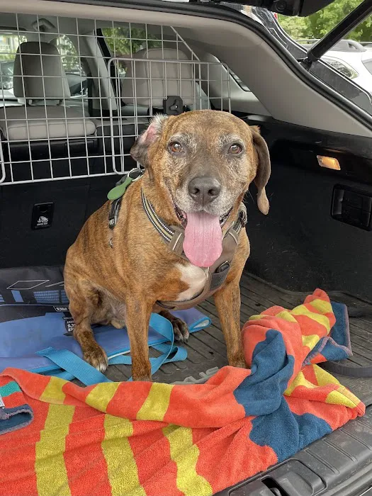 CVCA Cardiac Care for Pets 7