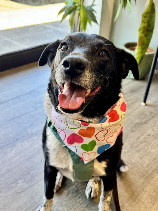 CVCA Cardiac Care for Pets 6