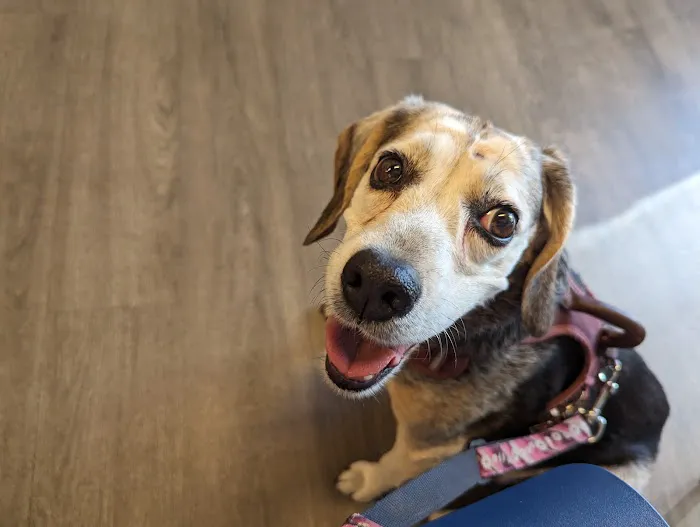 CVCA Cardiac Care for Pets 4