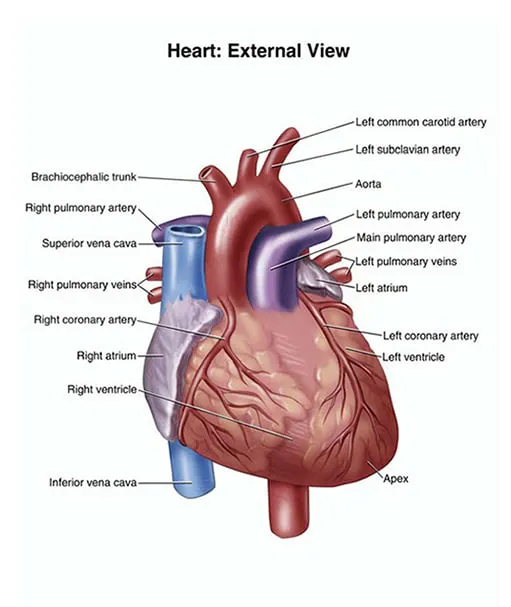 Cardiac Solutions 7