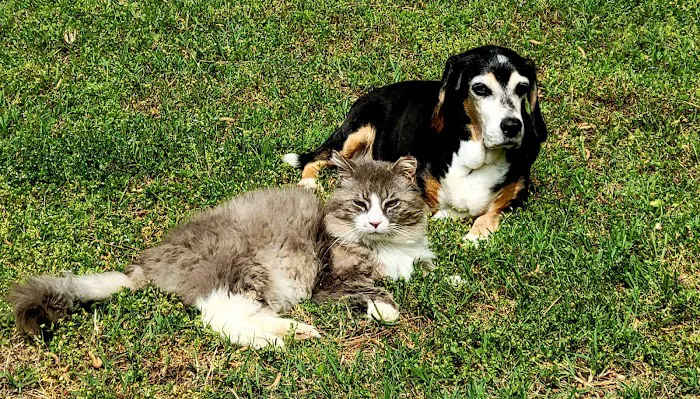 CVCA Cardiac Care For Pets 0