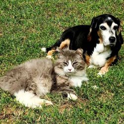 CVCA Cardiac Care For Pets ico