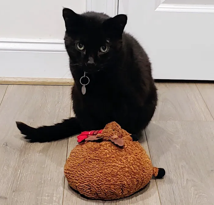 CVCA Cardiac Care For Pets 1