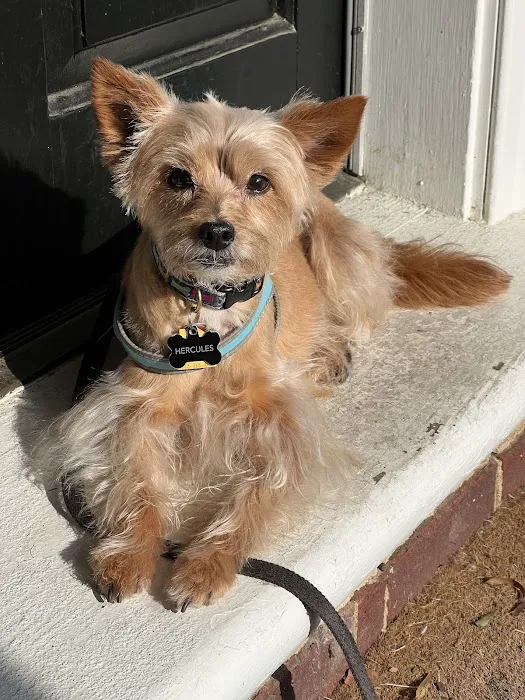 CVCA Cardiac Care For Pets 4