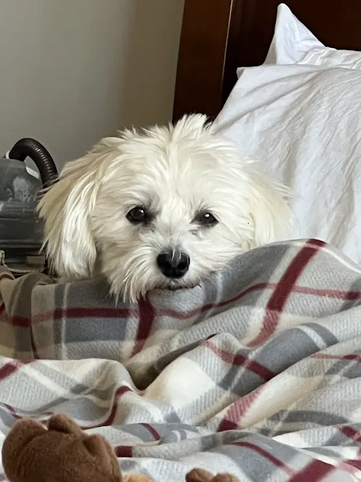 CVCA Cardiac Care For Pets 8