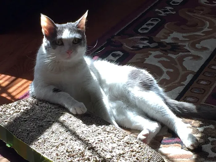 CVCA Cardiac Care For Pets 6