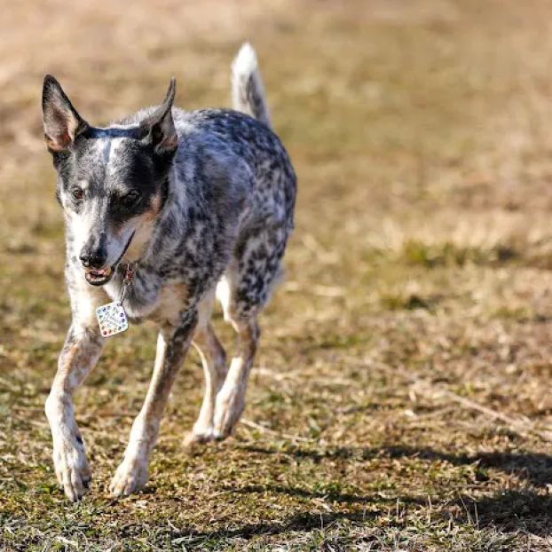 Pittsburgh Veterinary Cardiology